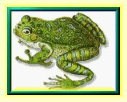 bjsglassfrog_1001005.jpg